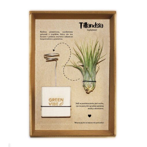 Tillandsia