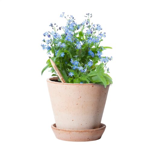 Sproutworldi kasvav pliiats